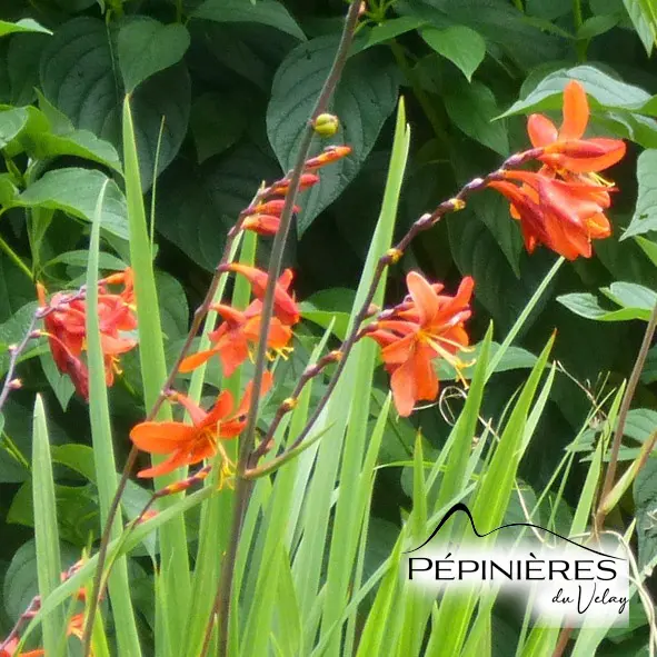 [C0.759, C27, C31] CROCOSMIA Masoniorum 'Emberglow' (fleur orange) :C2