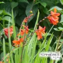 CROCOSMIA Masoniorum 'Emberglow' (fleur orange) :C2