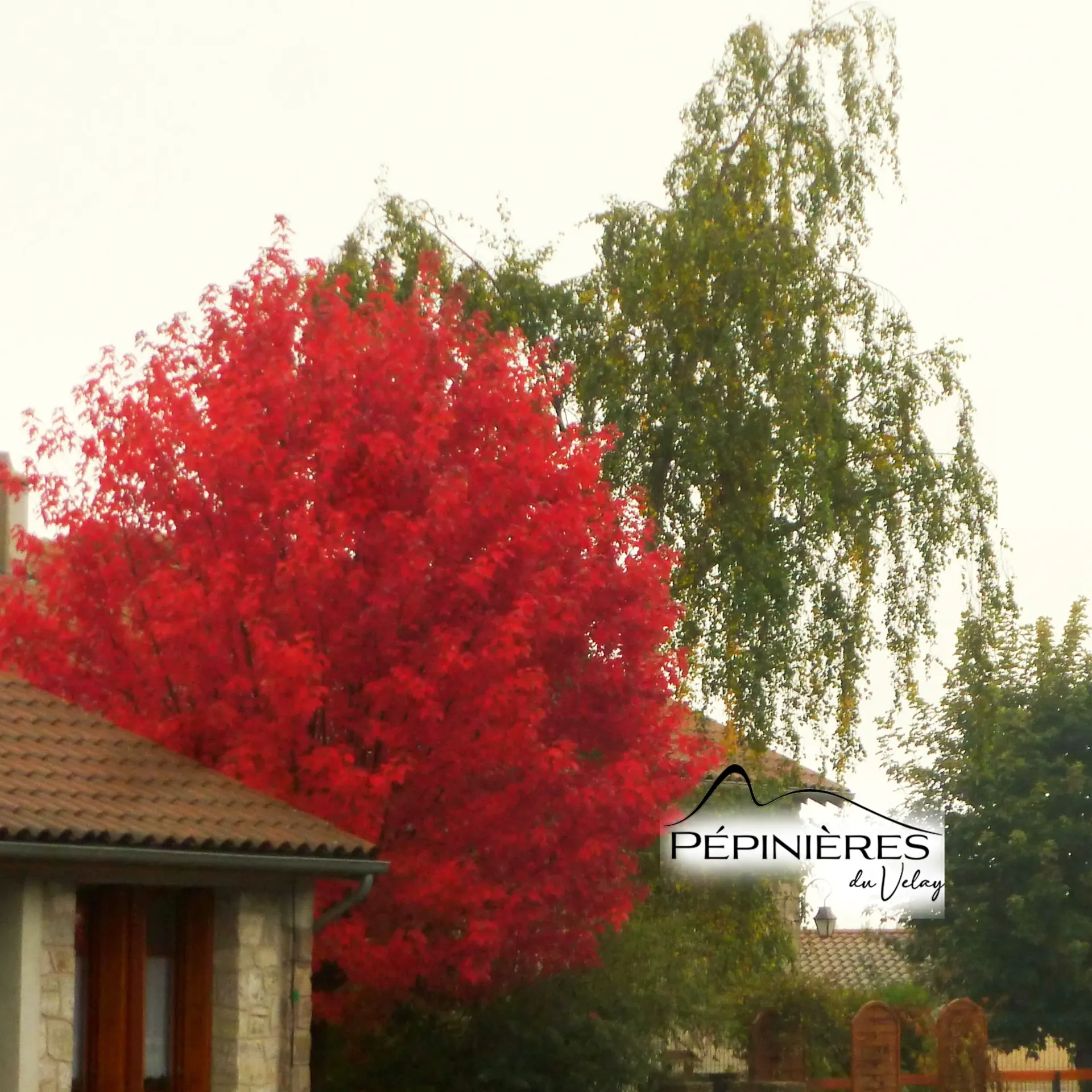 ACER x freemanii 'Jeffersred' Automn Blaze Tige 8/10 200+ (Erable de Freeman) :C35