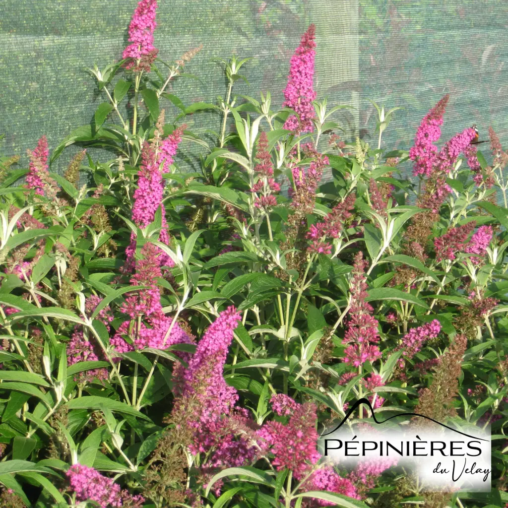 BUDDLEJA x davidii Nanho Purple (Arbre aux papillons nain violet) :C5