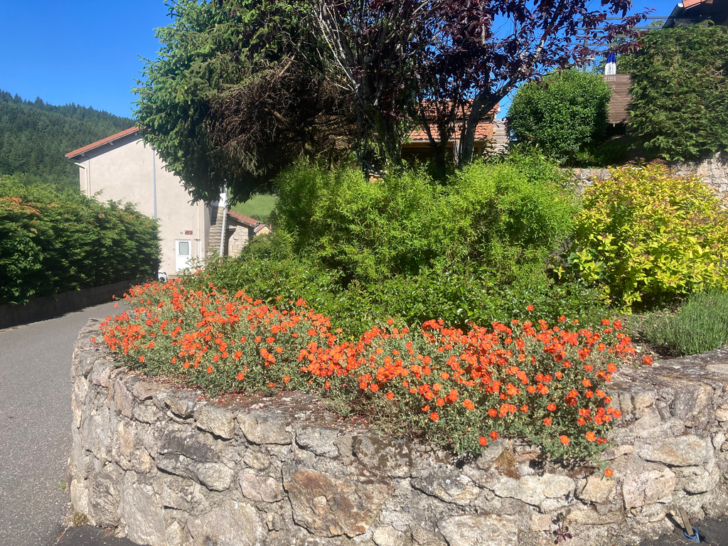 HELIANTHEMUM 'Fire Dragon' (rouge orangées) :C0.75
