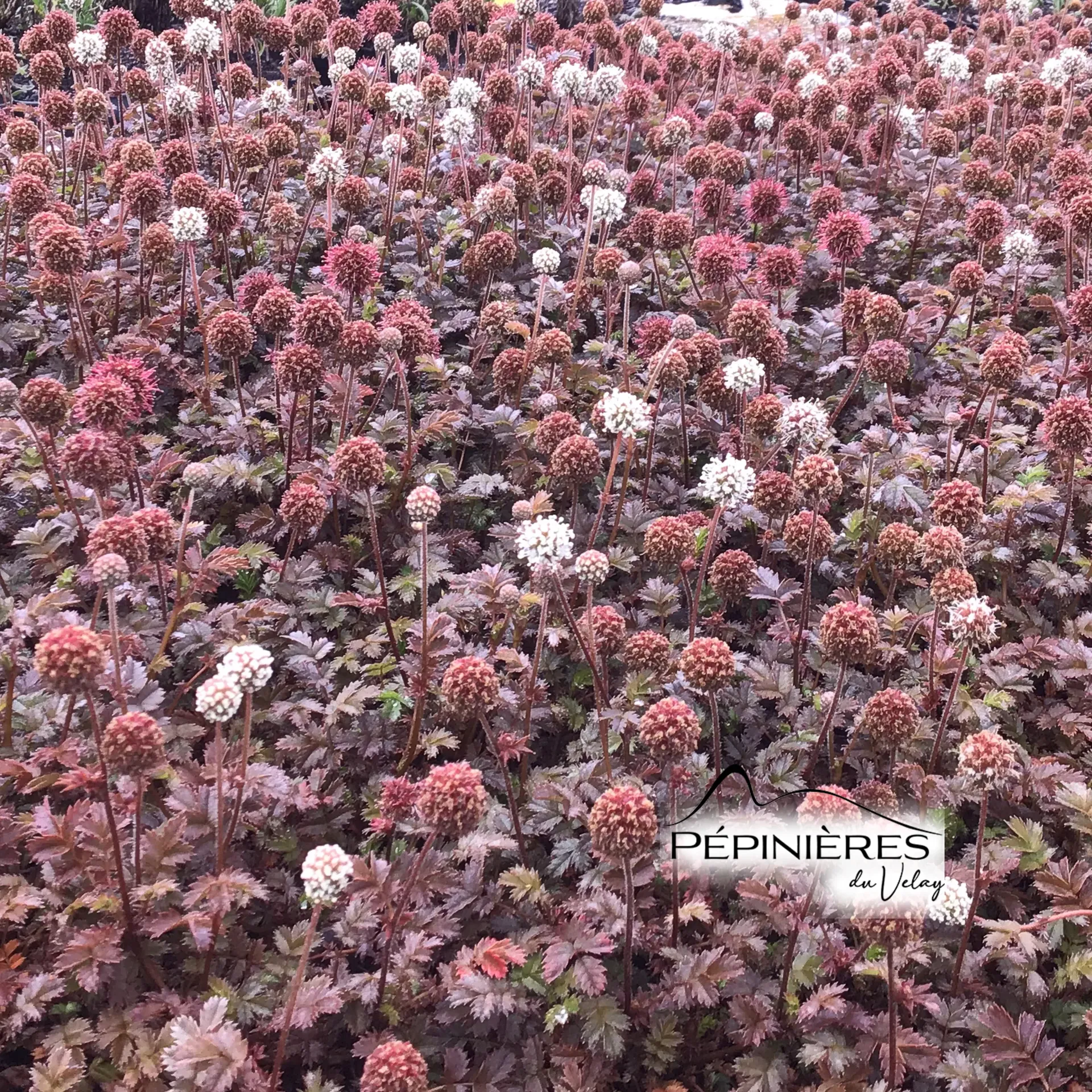 ACAENA Microphylla "kupferteppich" :C0.75
