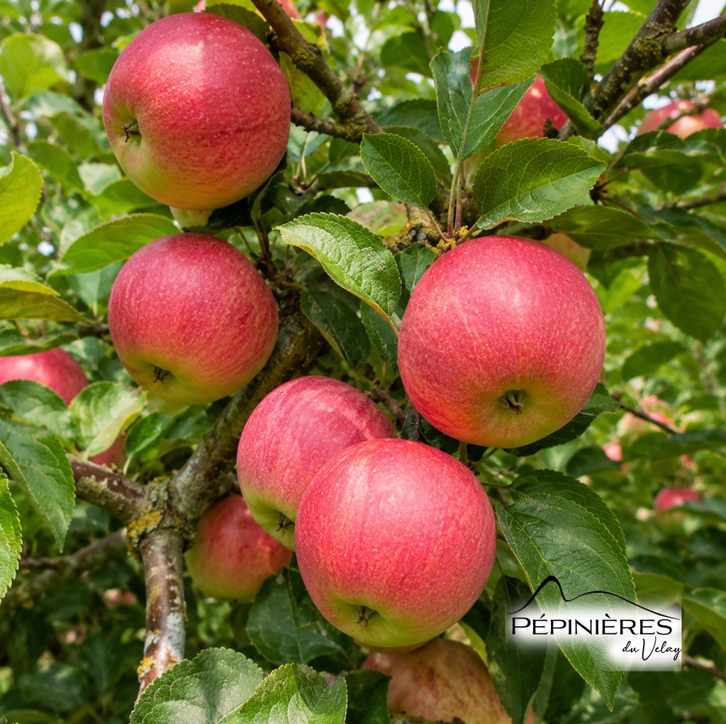 MALUS Ariane franc (Pommier) 6/8 :C20