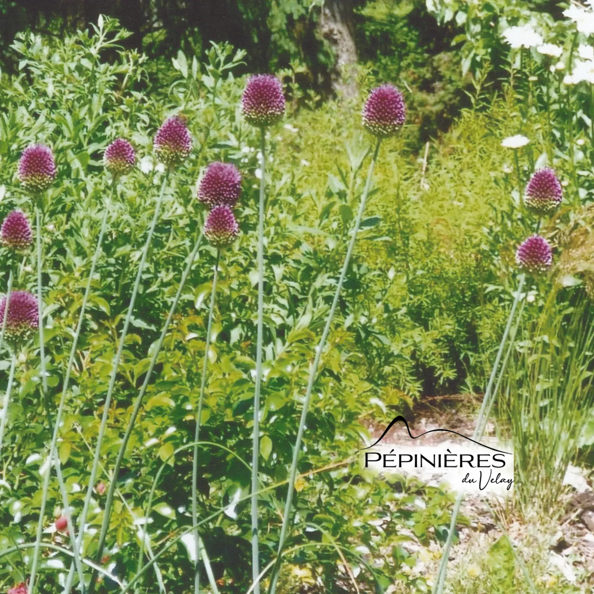 ALLIUM sphaerocephalon :C0.75