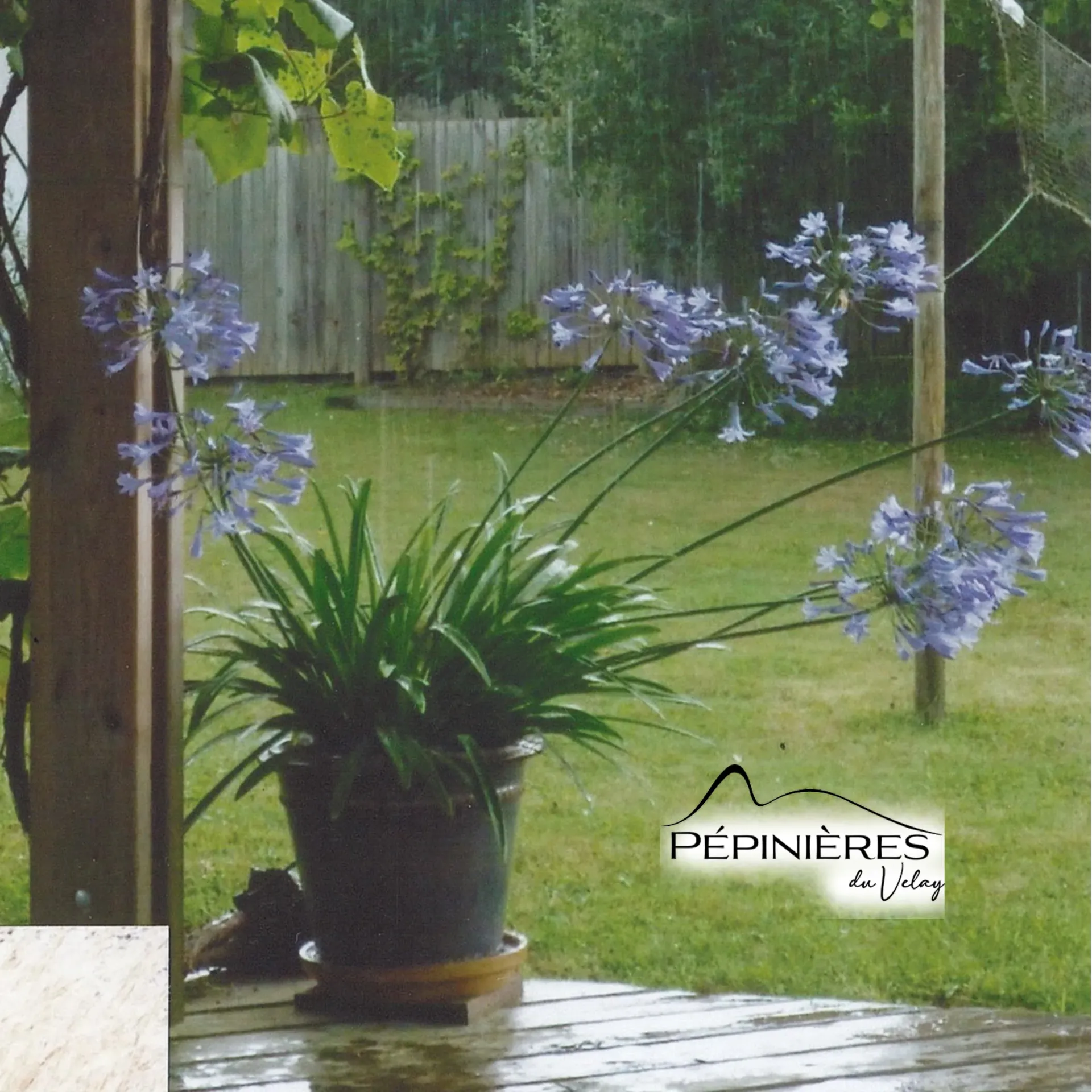 [P6D1] AGAPANTHUS Africanus (Grande ombelles bleu lavande, semi persistante, peu rustique) :C5