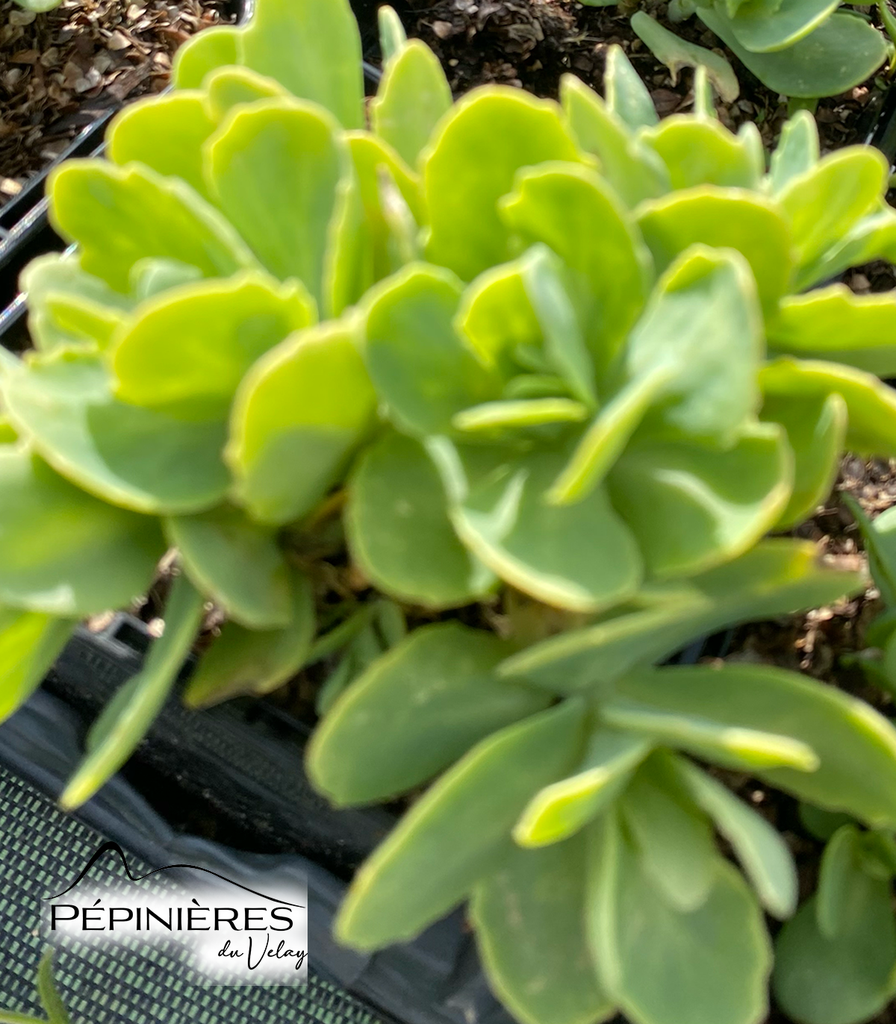 SEDUM Spectabile 'Brillant' (Sédum) (Feuille vert/jaune claire):C0.75
