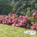 ROSIER Salet (Fleur Rose Double très Parfumée):C7