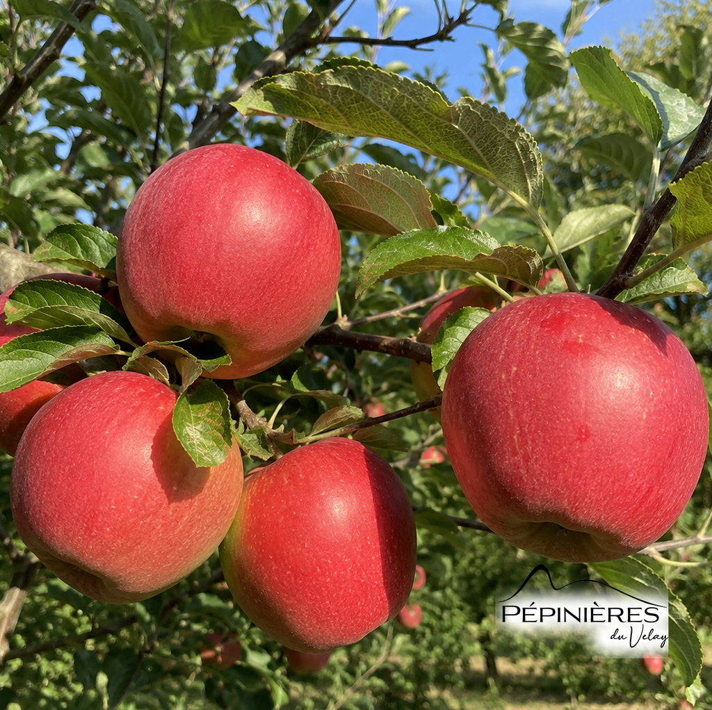 MALUS Melrose M106 (Pommier) 6/8 :C20