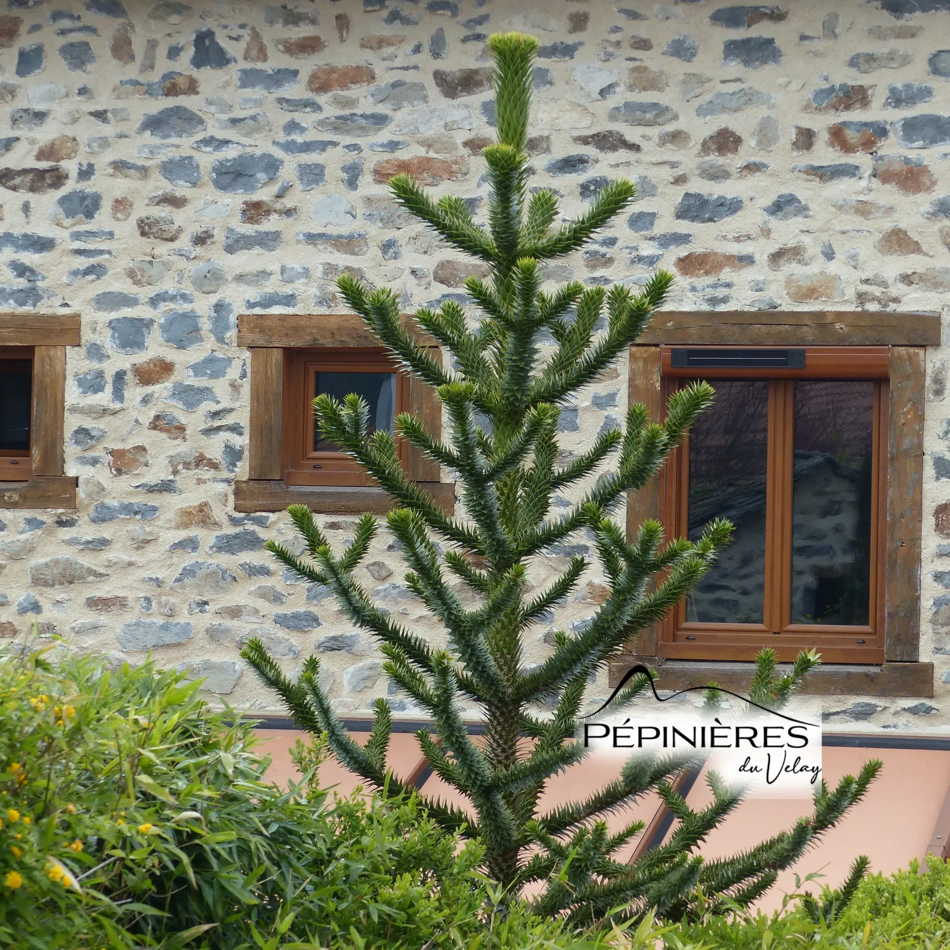ARAUCARIA 30-40