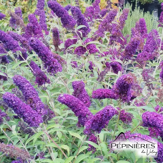BUDDLEJA x davidii Nanho Blue (Arbre aux papillons bleu nain) :C10