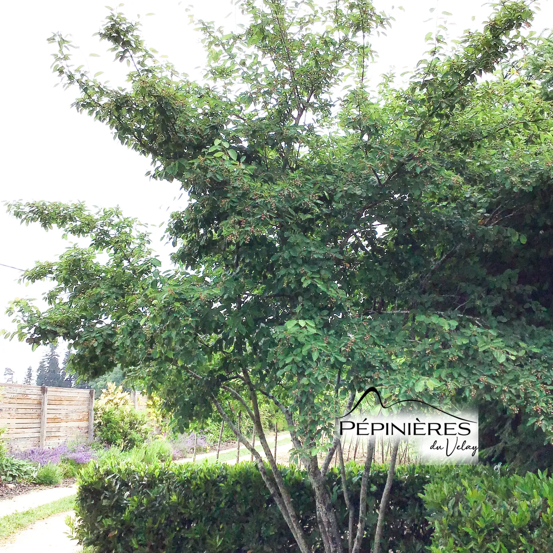 AMELANCHIER canadensis :C5