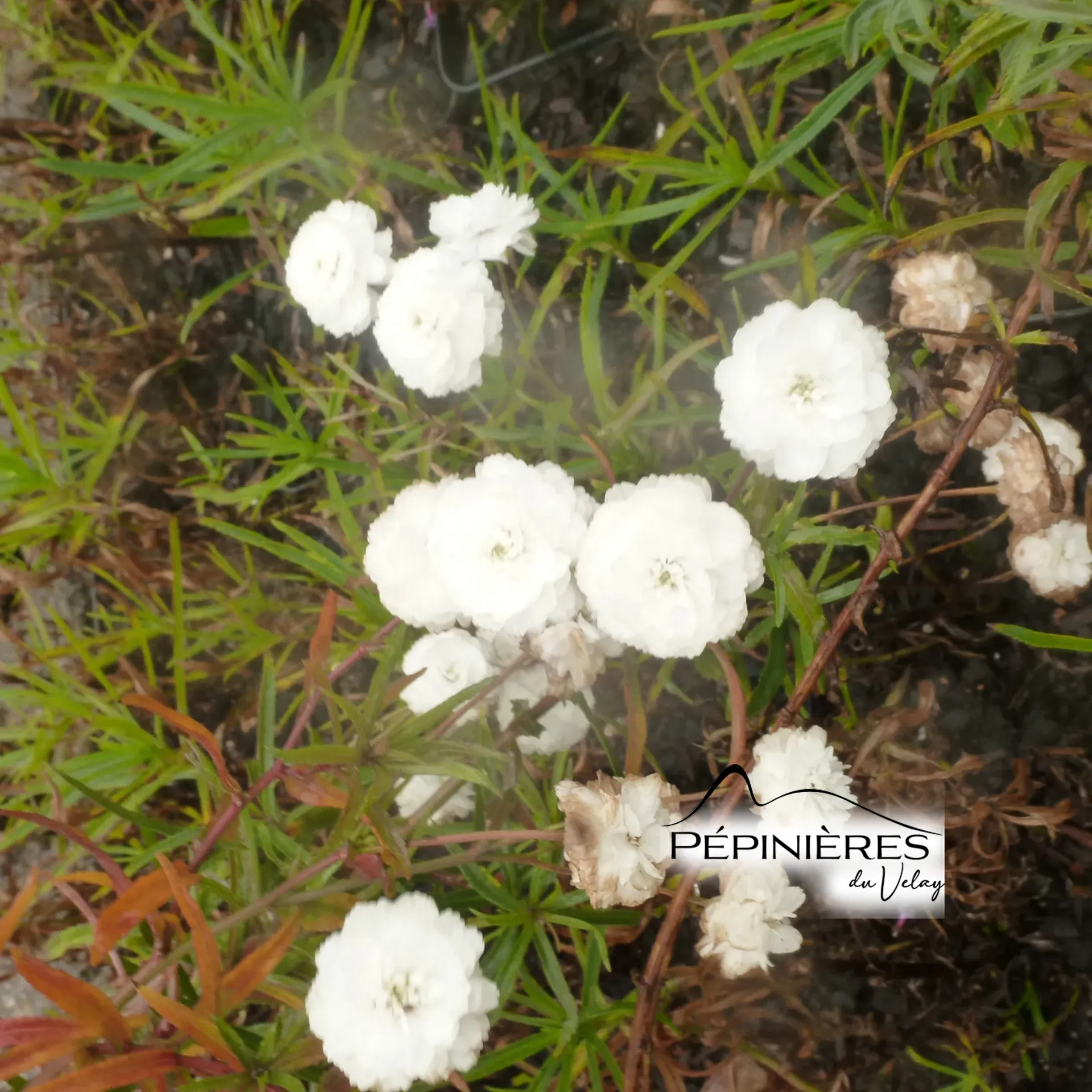 [C20, C36] ACHILLEA Ptarmica boule de neige (Achillée) :C0.75