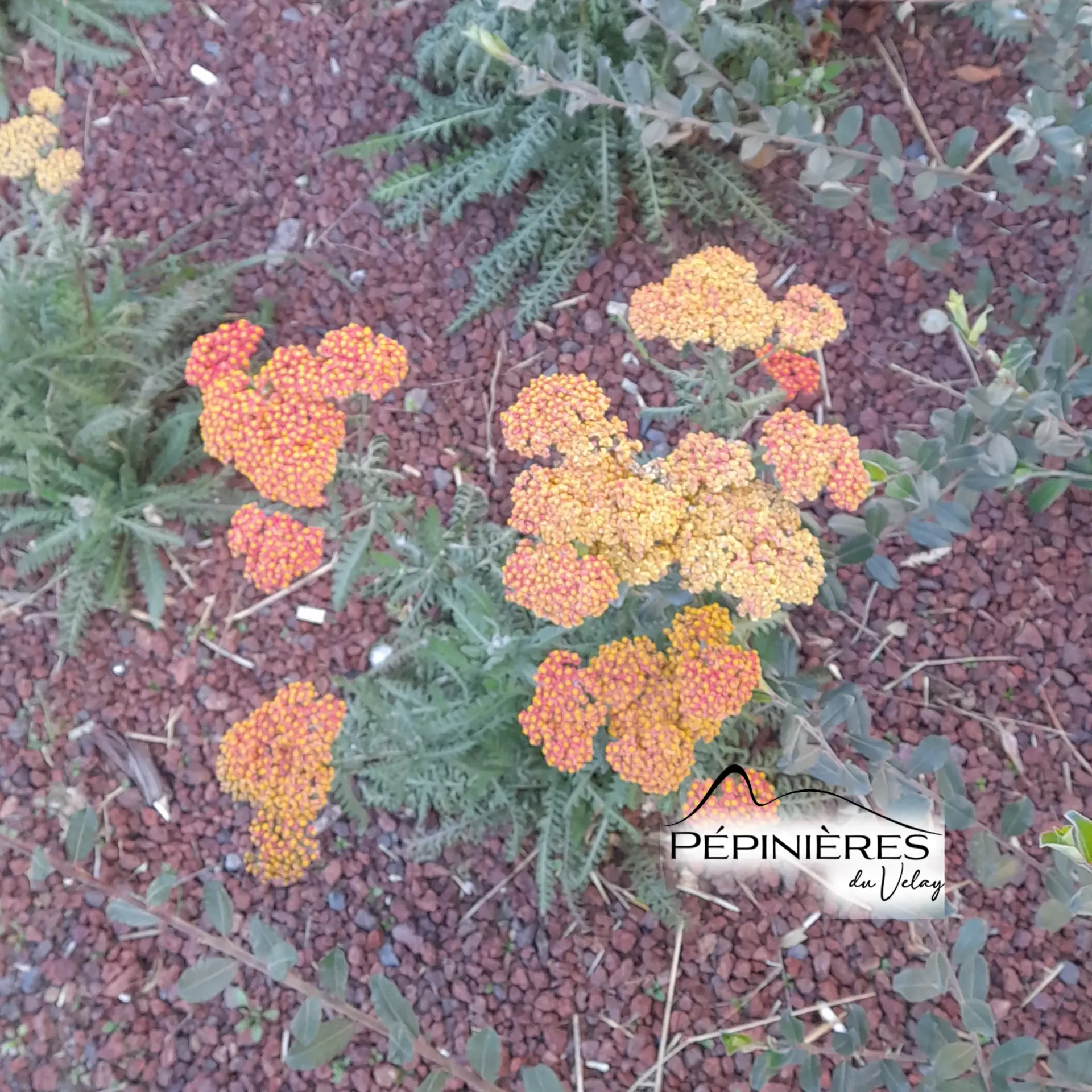 ACHILLEA Terracota (Achillée) :C0.75