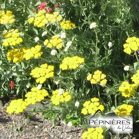 ACHILLEE Coronation gold :C0.75