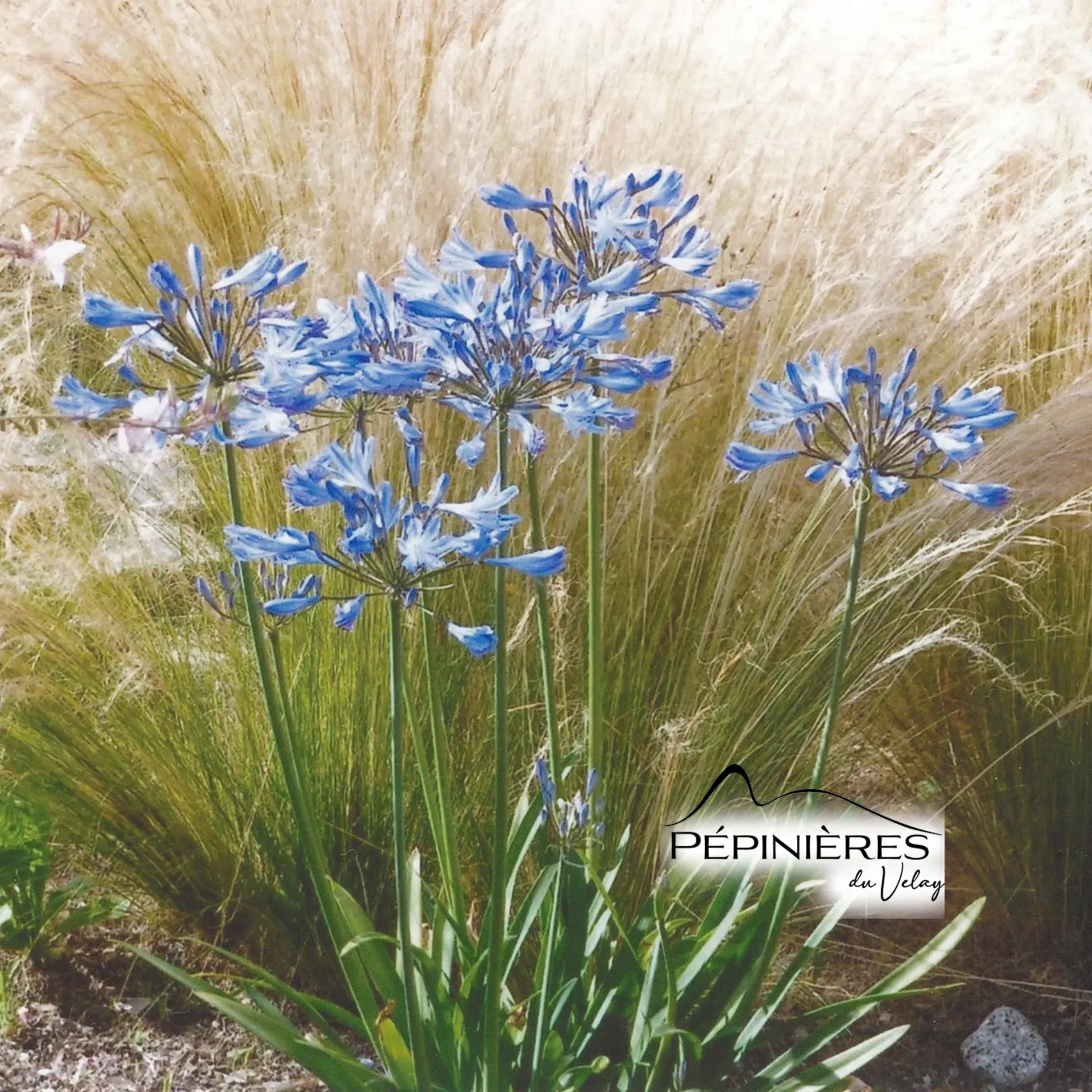 [C32] AGAPANTHUS Northern Star (Agapanthe bleu) :C2/3