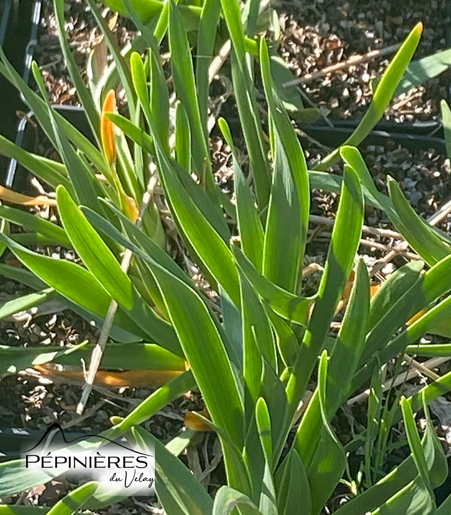 ALLIUM Millenium (Ail d'ornement) :C2
