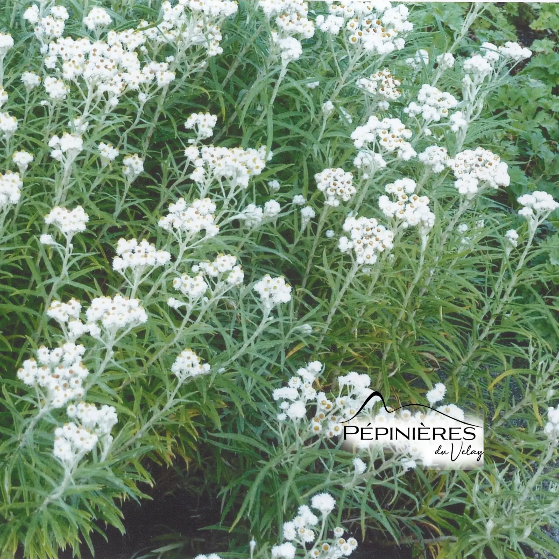 ANAPHALIS Margaritacea (Immortelle d'argent) :C0.75