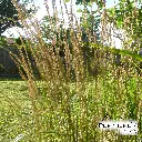 CALAMAGROSTIS Arundinacea Lizieux (Roseau des montagnes) :C2