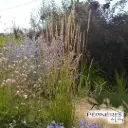 CALAMAGROSTIS Crêt de la Perdrix (Roseau des montagnes) :C2