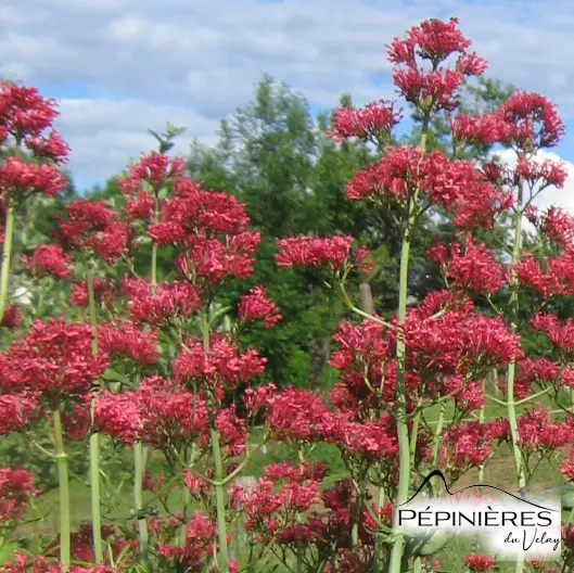 [C20] CENTRANTHUS Ruber coccineus :C0.75