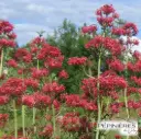 CENTRANTHUS Ruber coccineus :C0.75