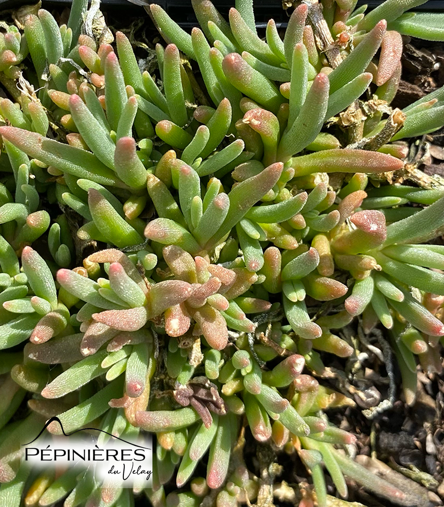 DELOSPERMA Cooperi 'Rose Fushia' (Pourpier vivace) :C0.75