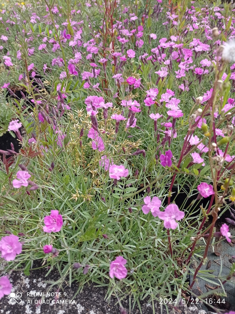 DIANTHUS Gratianopolitanus (Oeillet de la Pentecote) :C0.75