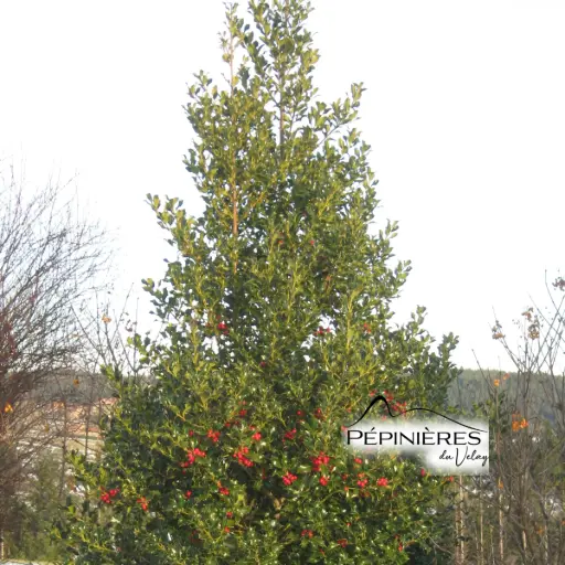 [P6D4] ILEX aquifolium Alaska :C5