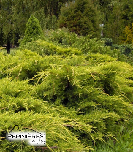 [P5G8] JUNIPERUS x Média Pfitzeriana Aurea :C5