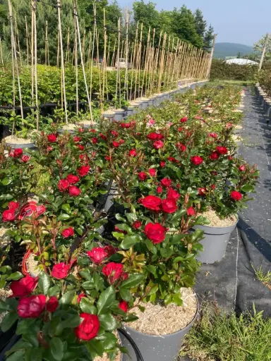 [PLT M3] ROSIER ZEPETI 'Meibenbino' (Nain Fleur Rouge) :C7