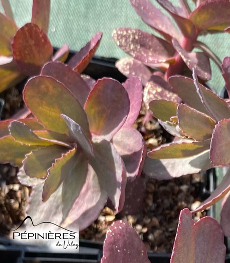 [C55] SEDUM Matrona (Sédum) :C0.75