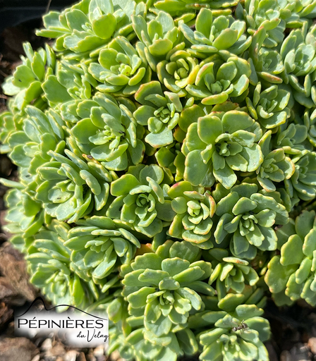 [C22, C55] SEDUM Pachyclados (Sédum) :C0.75