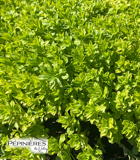 [C33] SEDUM Takesimense (fleurs jaune ):C0.75