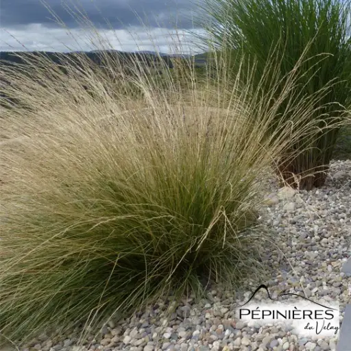[C38] STIPA Tenuifolia (Cheveux d'Ange) :C0.75
