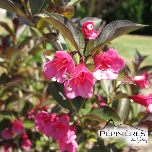 [P7D18] WEIGELIA Alexandra :C5