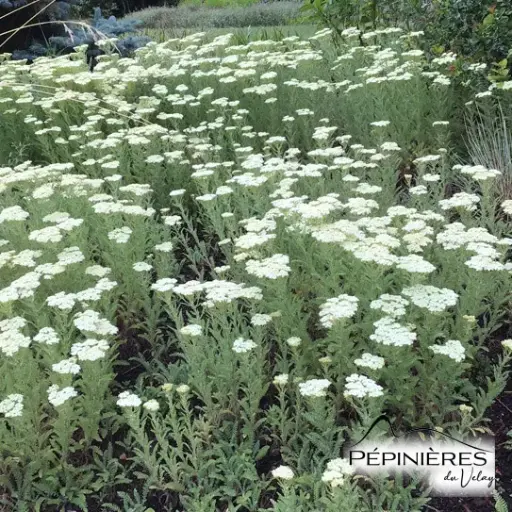 [C38] ACHILLEE Crithmifolia (Achillée) :C0.75