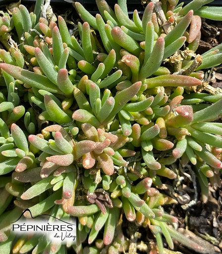 [C11, C51] DELOSPERMA Cooperi 'Rose Fushia' (Pourpier vivace) :C0.75