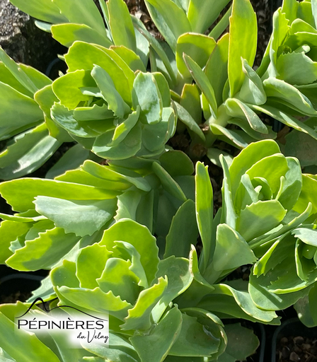 [C25, C55] SEDUM Spectabile Automnalis (Sédum) rose :C0.75