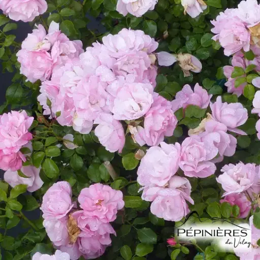 [PLT M2] ROSIER Mareva (Fleur Rose claire) :C7