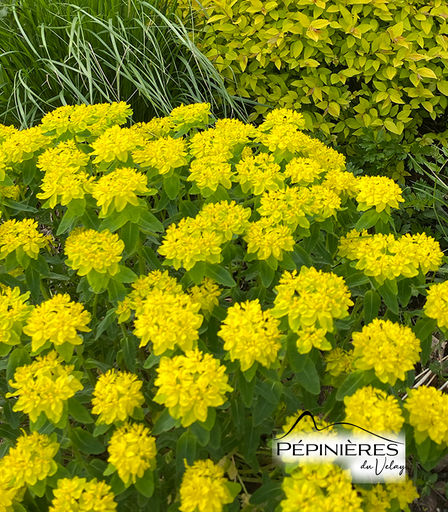 EUPHORBIA Polychroma (Euphorbe polychrome) :C0.75