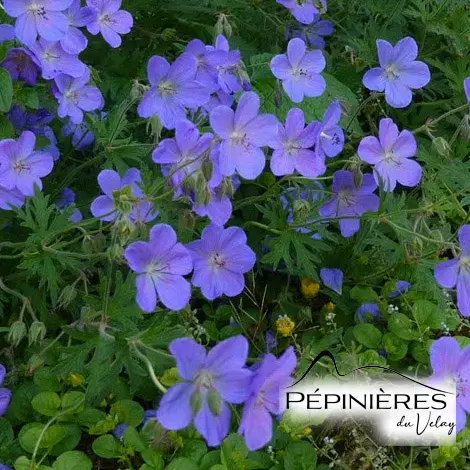 [C18] GERANIUM 'Brookside' :C2