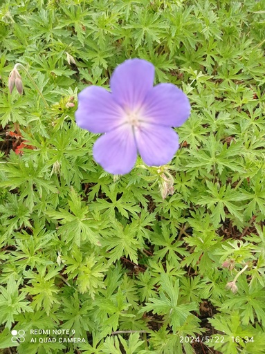 [C31] GERANIUM 'Brookside' :C2