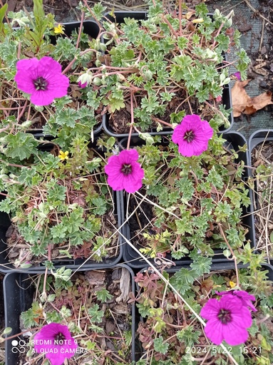 [C12, C35, C49] GERANIUM 'Giuseppi' :C0.75