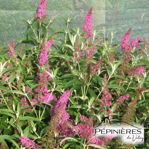 [LD    P8G9] BUDDLEJA x davidii Nanho Purple (Arbre aux papillons nain violet) :C3-C5