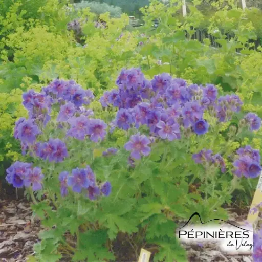 [C27] GERANIUM 'Magnificum' :C2