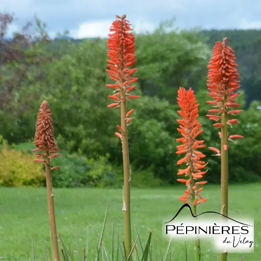 [-] KNIPHOFIA 'Nancy red' (Touffe trapue, fleur rouge corail) :C2