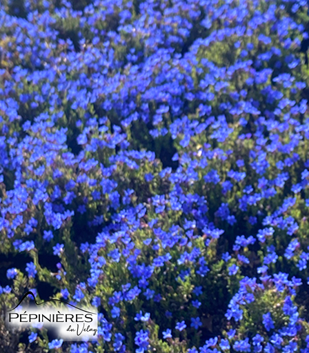 [C24, C51] LITHODORA Diffusa Heavenly Blue (Lithodora) :C0.75