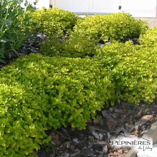 [C24, C38] ORIGANUM Vulgare 'Aureum' (doré) :C0.75