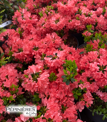 [P6D6] AZALEE Japonaise 'Rex'  (Fleurs rose saumon):C5