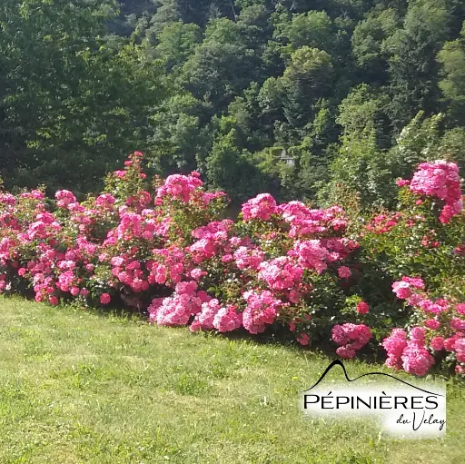 [PLT M2] ROSIER Salet (Fleur Rose Double très Parfumée):C7